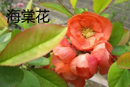 海棠花 海棠花