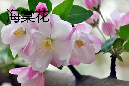 海棠花 海棠花