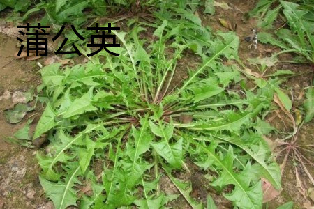 蒲公英 蒲公英