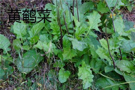 黄鹌菜 黄鹌菜
