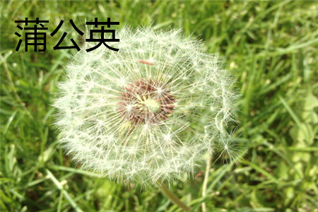 蒲公英 蒲公英