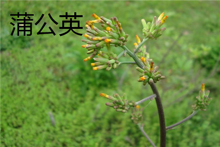 蒲公英 蒲公英
