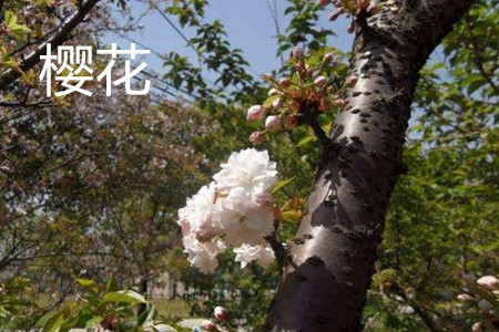 樱花 樱花