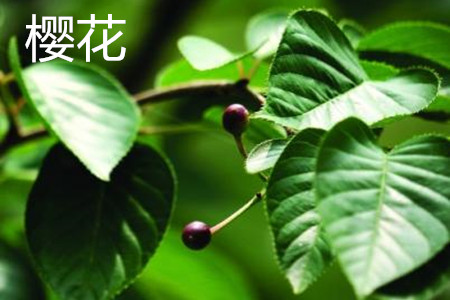 樱花 樱花