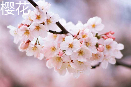 樱花 樱花