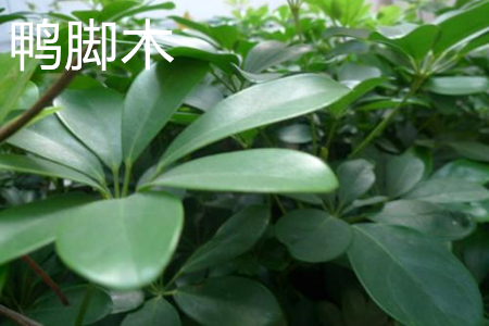 鸭脚木叶片 鸭脚木叶片