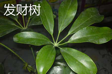 发财树叶片 发财树叶片