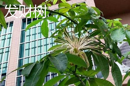 发财树花 发财树花