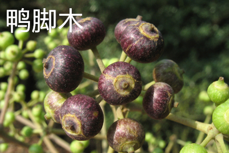 鸭脚木果实 鸭脚木果实