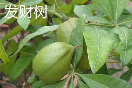 发财树果实 发财树果实