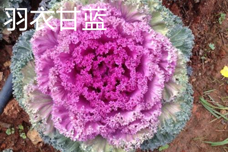 羽衣甘蓝 羽衣甘蓝
