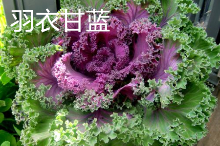 羽衣甘蓝 羽衣甘蓝