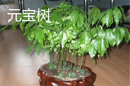 元宝树 元宝树