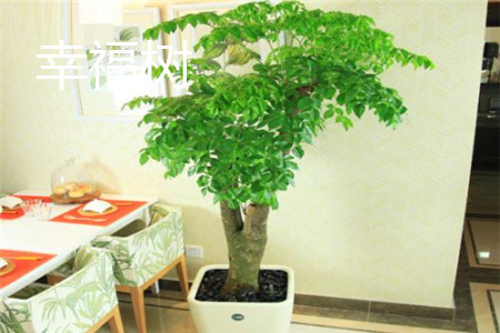 幸福树 幸福树
