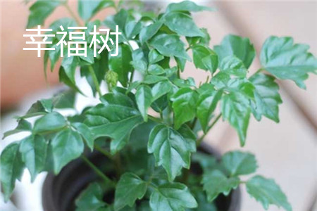 幸福树 幸福树