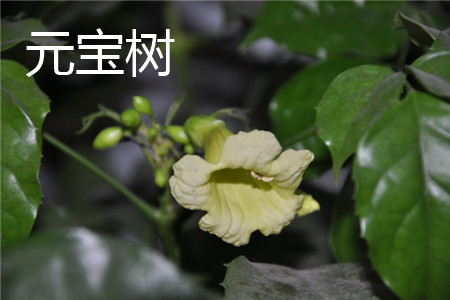 元宝树 元宝树