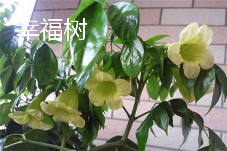 幸福树 幸福树