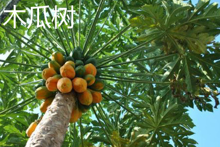 木瓜树 木瓜树