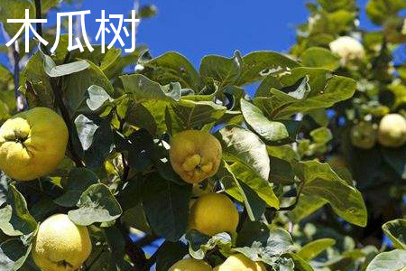 木瓜树 木瓜树