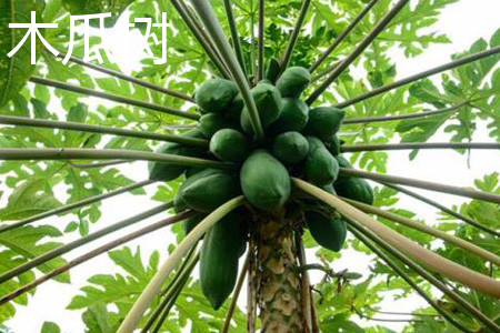 木瓜树 木瓜树