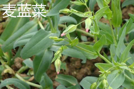 麦蓝菜 麦蓝菜