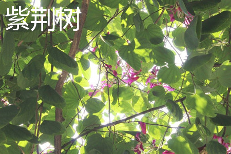 紫荆树 紫荆树