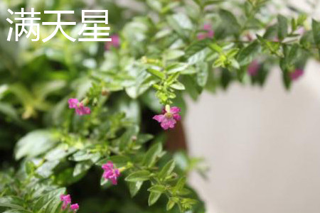满天星 满天星