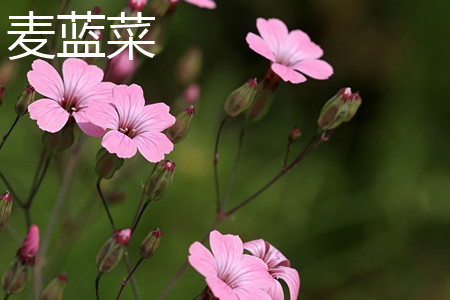 麦蓝菜 麦蓝菜