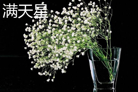 满天星 满天星