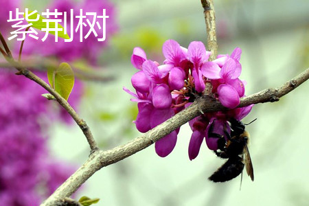 紫荆树 紫荆树