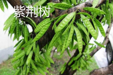 紫荆树 紫荆树