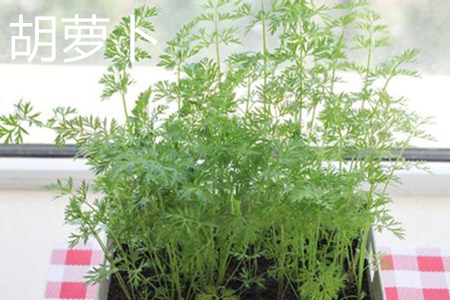胡萝卜 胡萝卜