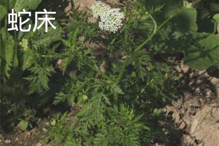蛇床 蛇床