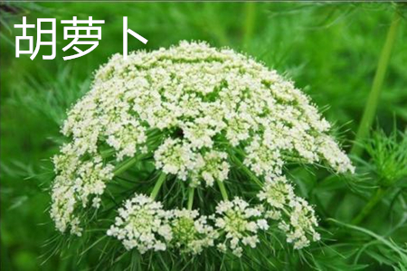 胡萝卜 胡萝卜