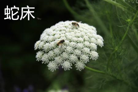 蛇床 蛇床
