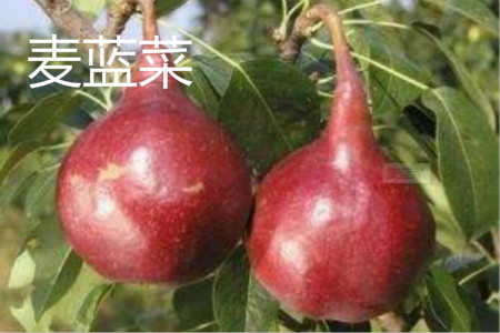 麦蓝菜 麦蓝菜