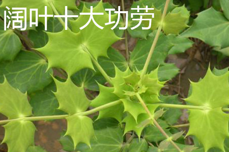 阔叶十大功劳 阔叶十大功劳