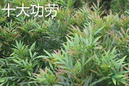 十大功劳 十大功劳