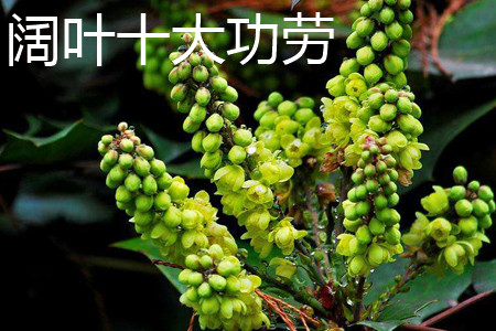 阔叶十大功劳 阔叶十大功劳