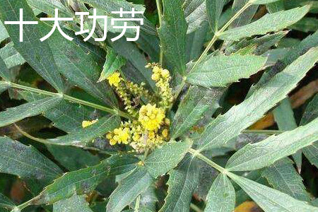 十大功劳 十大功劳