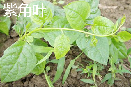 紫角叶茎部 紫角叶茎部