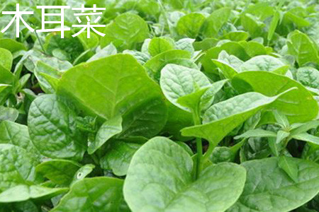 木耳菜茎部 木耳菜茎部