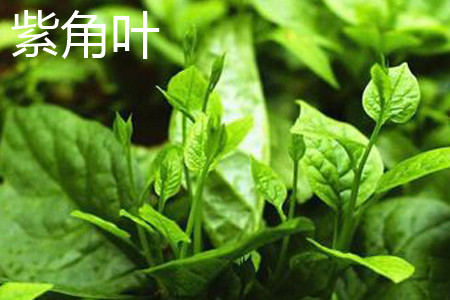 紫角菜叶片 紫角菜叶片