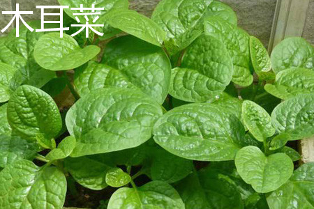 木耳菜叶片 木耳菜叶片