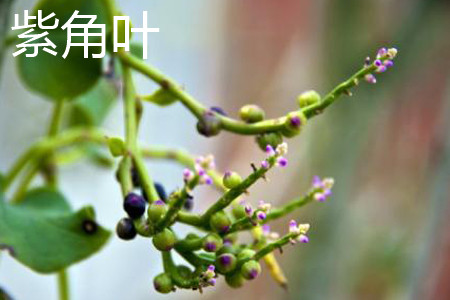 紫角叶果实 紫角叶果实