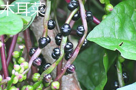 木耳菜果实 木耳菜果实