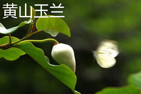 黄山玉兰 黄山玉兰