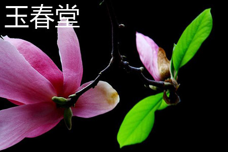 玉春堂 玉春堂