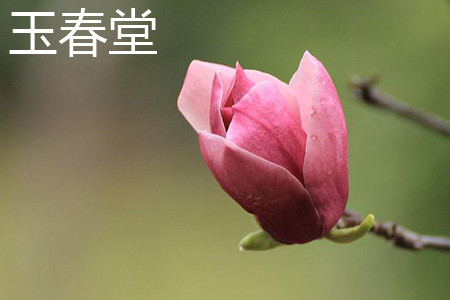 玉春堂 玉春堂