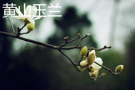 黄山玉兰 黄山玉兰